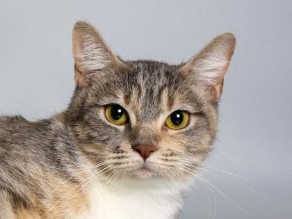 Longmont Humane Veterinary Clinic